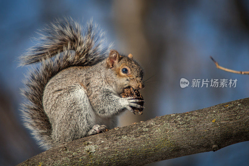 灰松鼠(Sciurus carolinensis)，东部灰松鼠，松果。